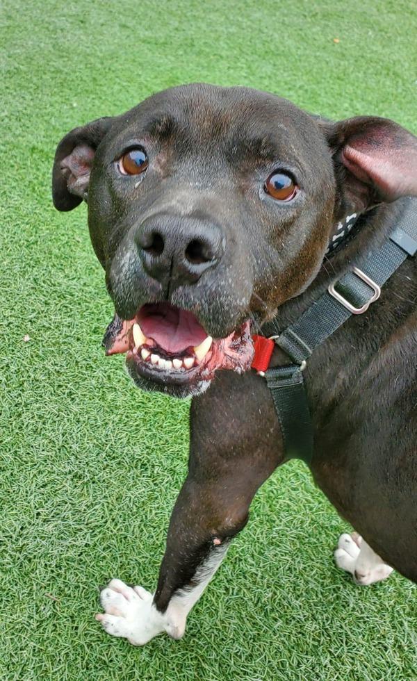 Enlarge Joker, a Adoptable mixed breed in Vallejo, CA image 1/6