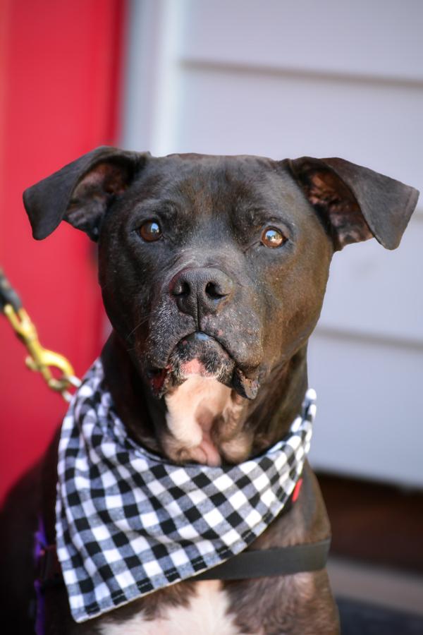 Enlarge Joker, a Adoptable mixed breed in Vallejo, CA image 3/6