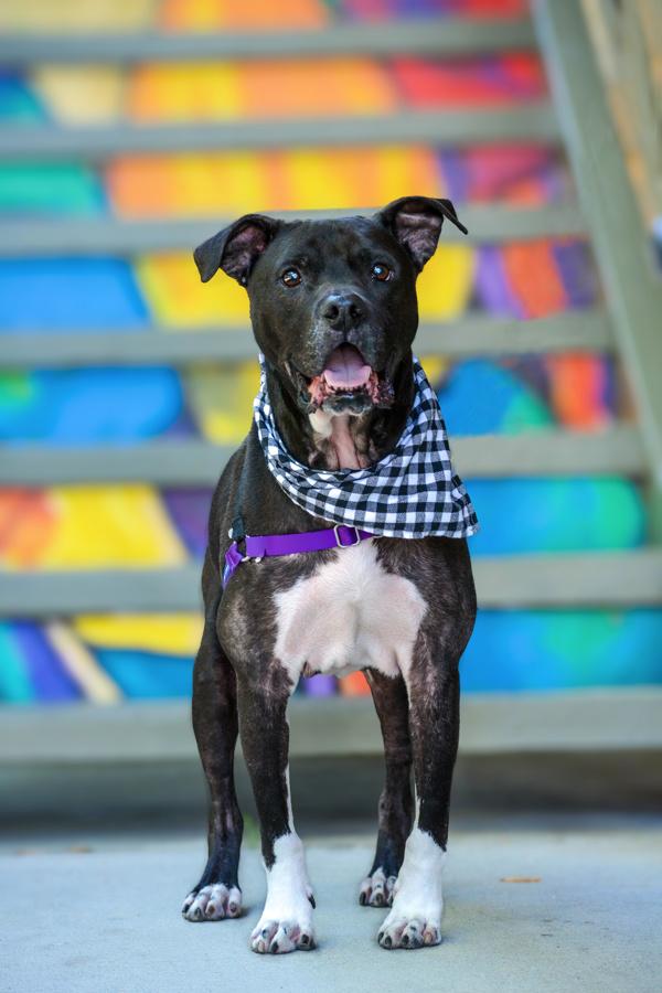 Enlarge Joker, a Adoptable mixed breed in Vallejo, CA image 4/6