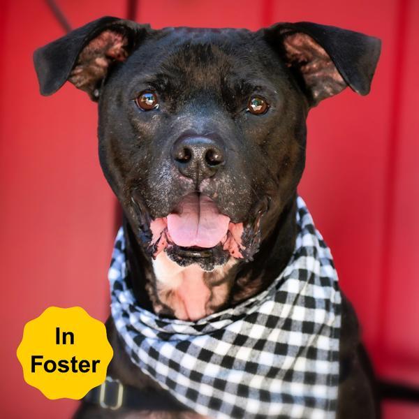 Enlarge Joker, a Adoptable mixed breed in Vallejo, CA image 5/6