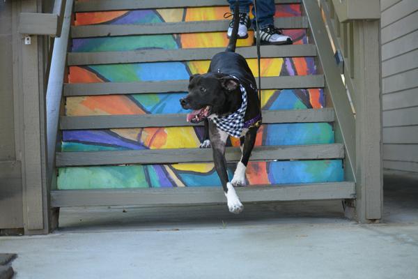 Enlarge Joker, a Adoptable mixed breed in Vallejo, CA image 6/6