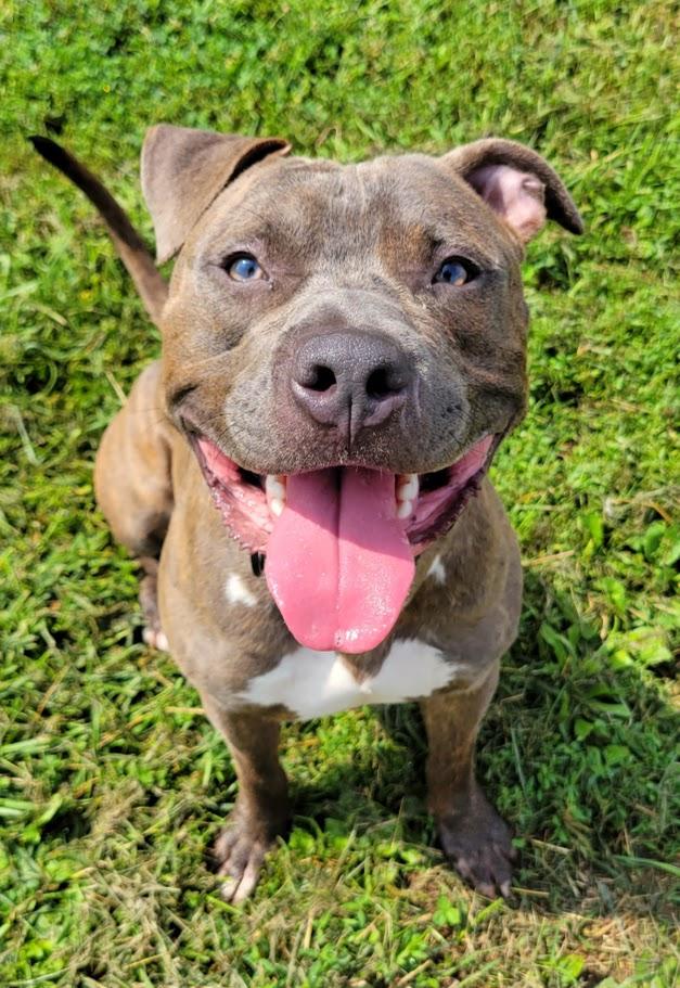 Spaz, ADOPTABLE, Young Male Pit Bull Terrier.