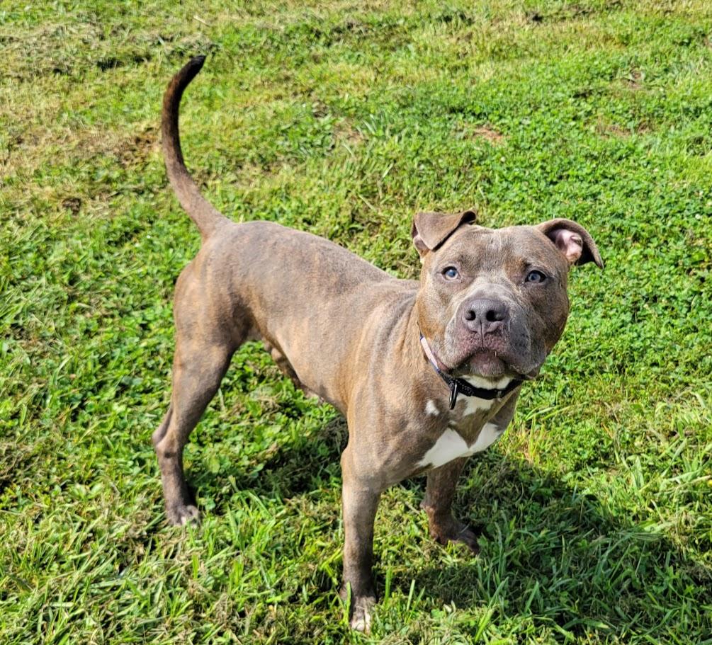 Enlarge Spaz, a ADOPTABLE mixed breed in Lisbon, OH image 4/4