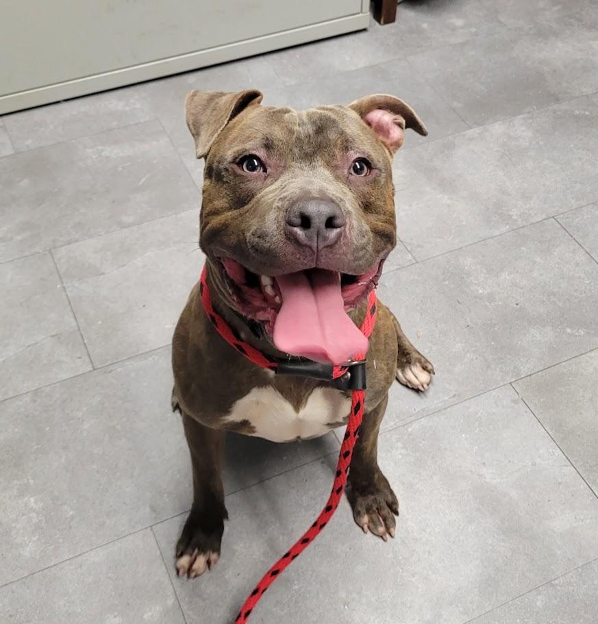 Enlarge Spaz, a ADOPTABLE mixed breed in Lisbon, OH image 3/4