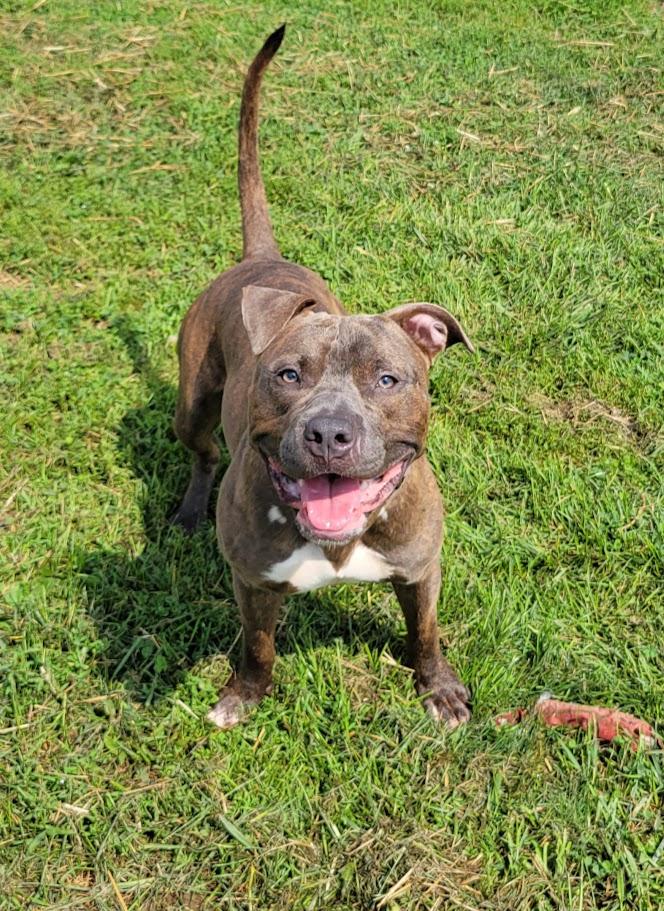 Enlarge Spaz, a ADOPTABLE mixed breed in Lisbon, OH image 2/4