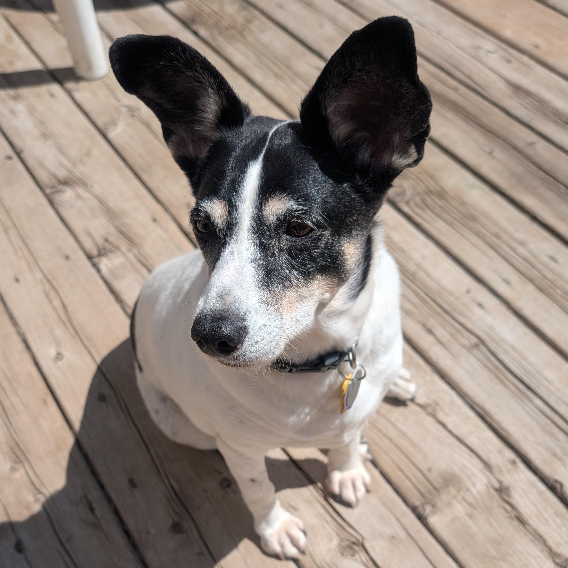 Jill (UPDATED), ADOPTABLE, Senior Female Rat Terrier & Terrier.