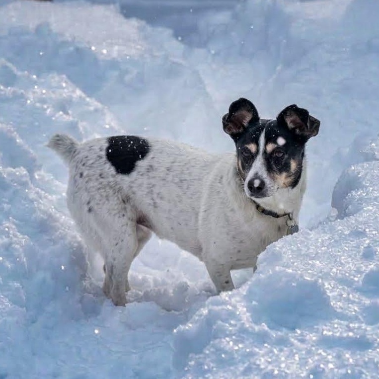 Enlarge Jill (UPDATED), a Adoptable mixed breed in Guelph, ON image 5/6