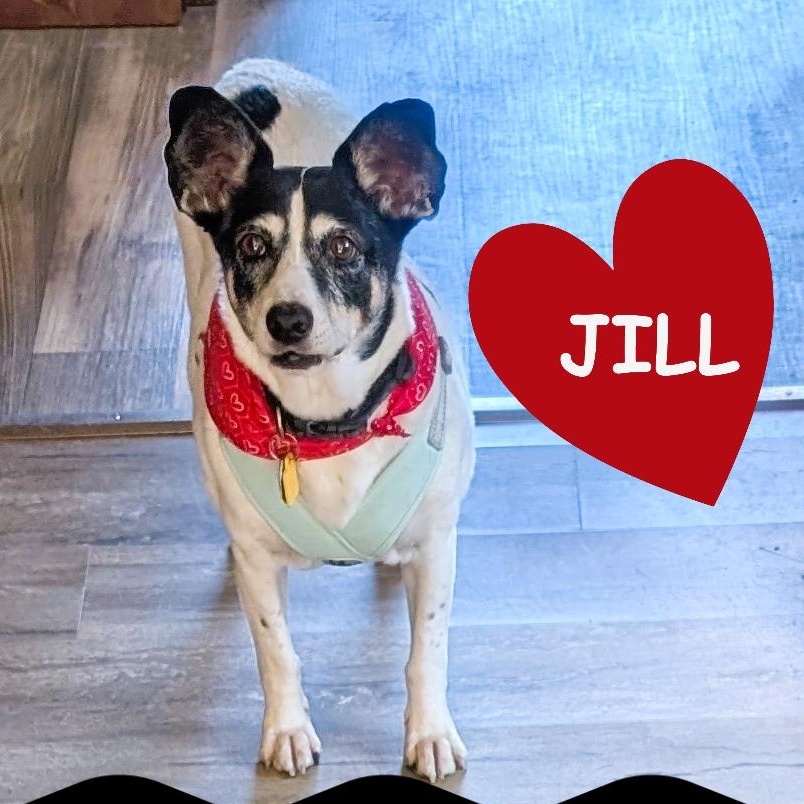 Enlarge Jill (UPDATED), a Adoptable mixed breed in Guelph, ON image 3/6