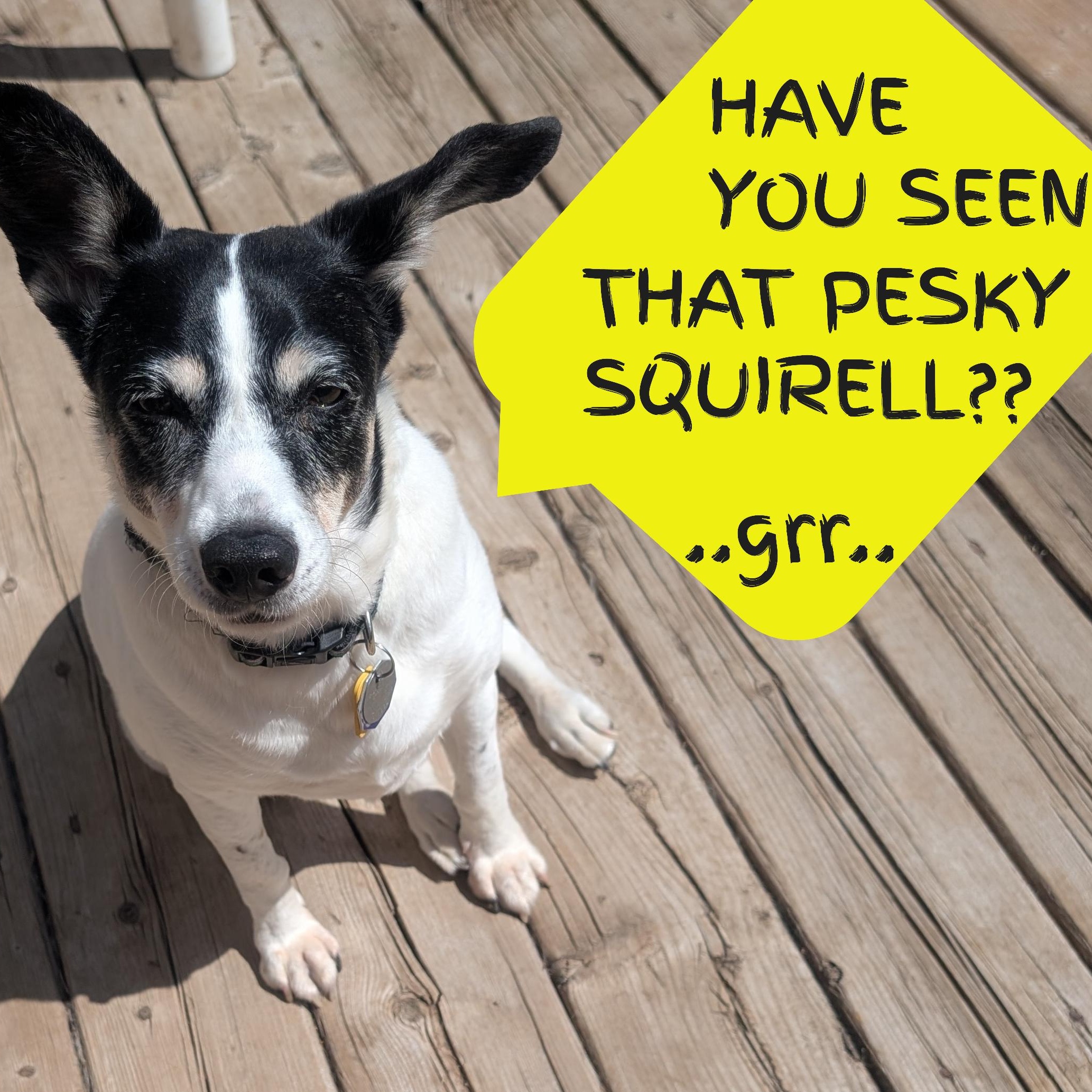 Enlarge Jill (UPDATED), a Adoptable mixed breed in Guelph, ON image 4/6