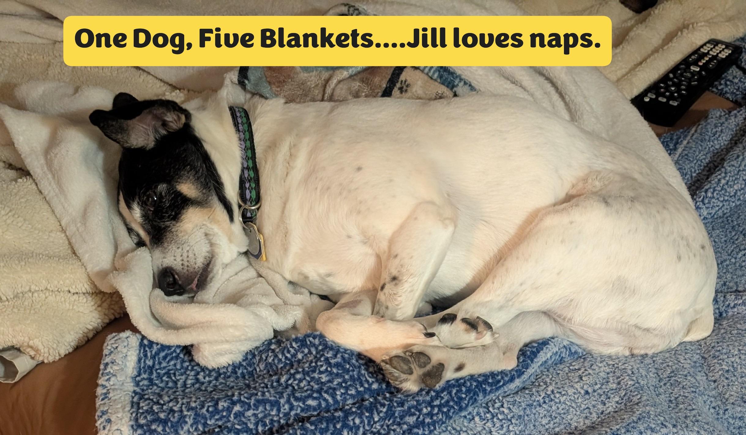 Enlarge Jill (UPDATED), a ADOPTABLE mixed breed in Guelph, ON image 3/6