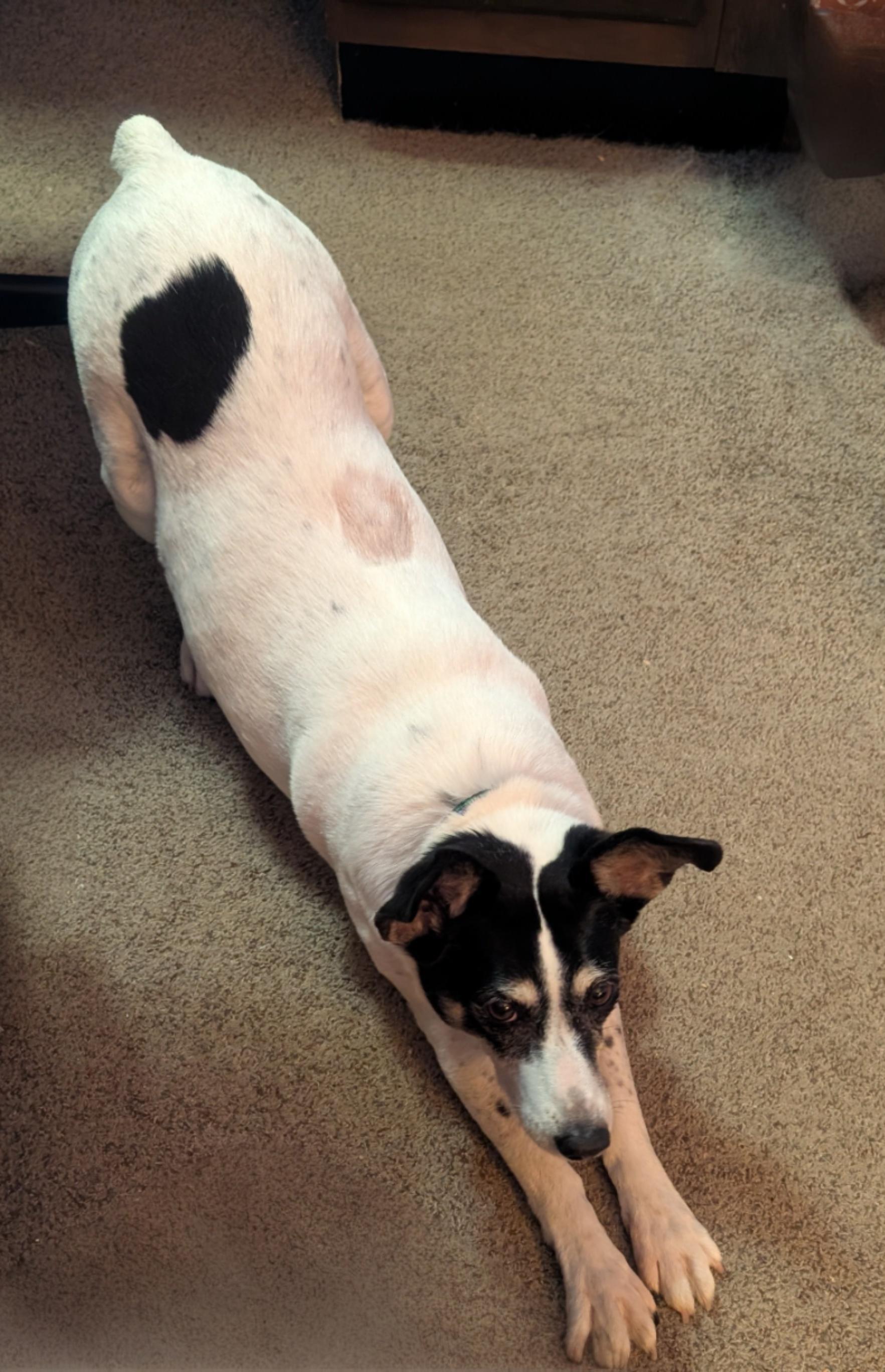 Jill, a ADOPTABLE mixed breed in Guelph, ON image 4/4