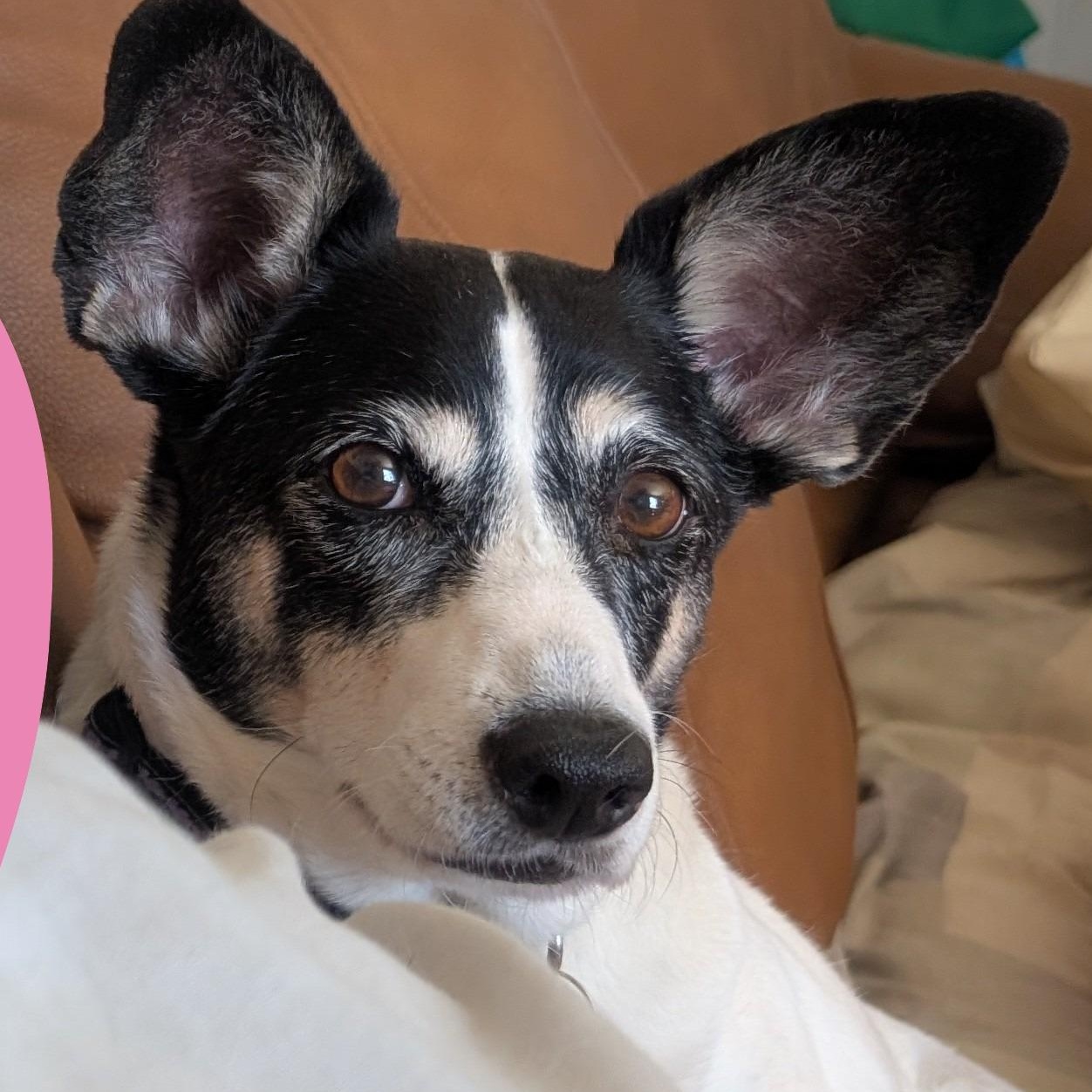 Enlarge Jill (UPDATED), a ADOPTABLE mixed breed in Guelph, ON image 5/6