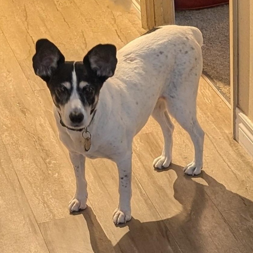 Jill, ADOPTABLE, Senior Female Rat Terrier & Terrier.