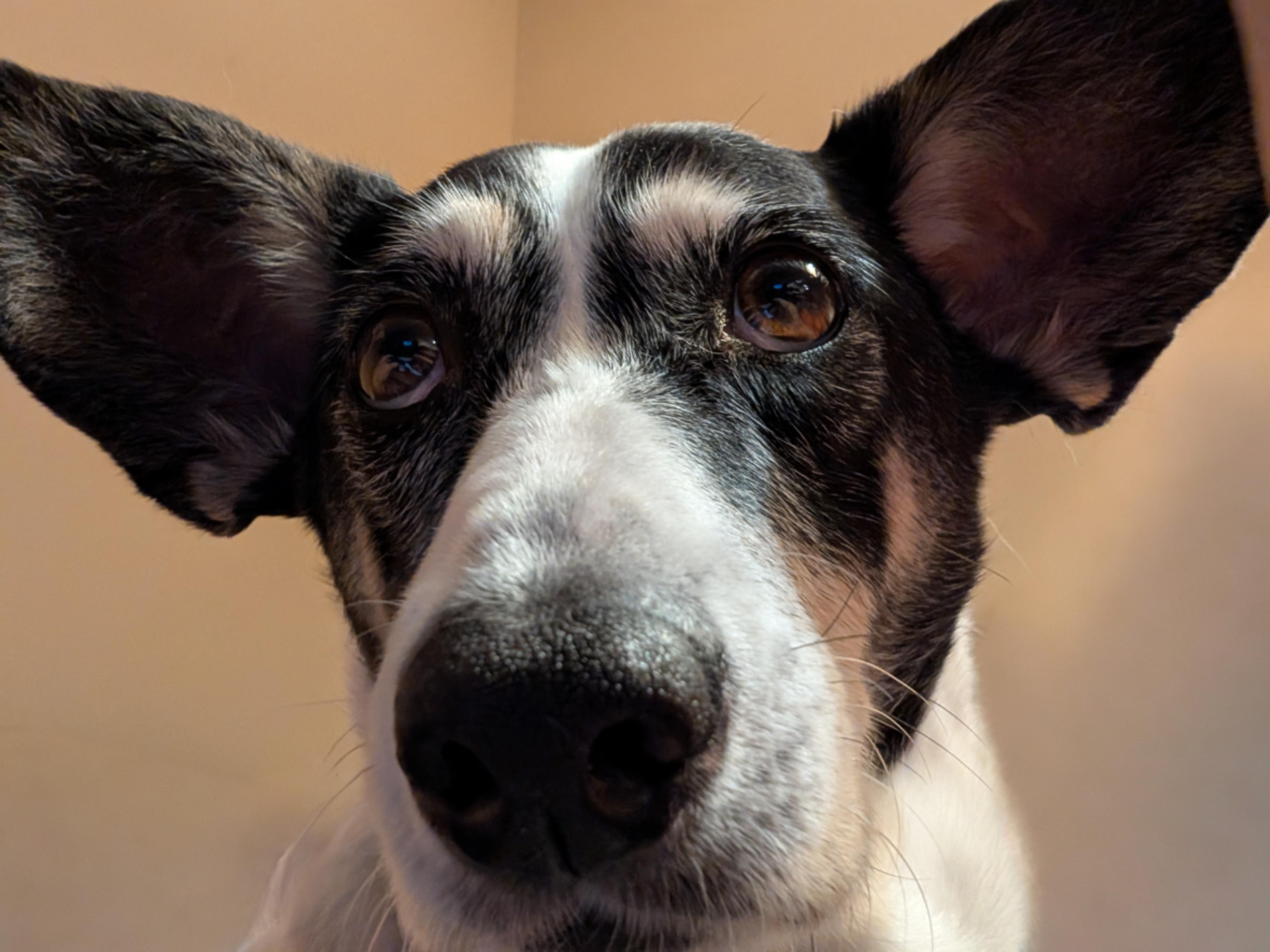 Jill, a ADOPTABLE mixed breed in Guelph, ON image 3/4