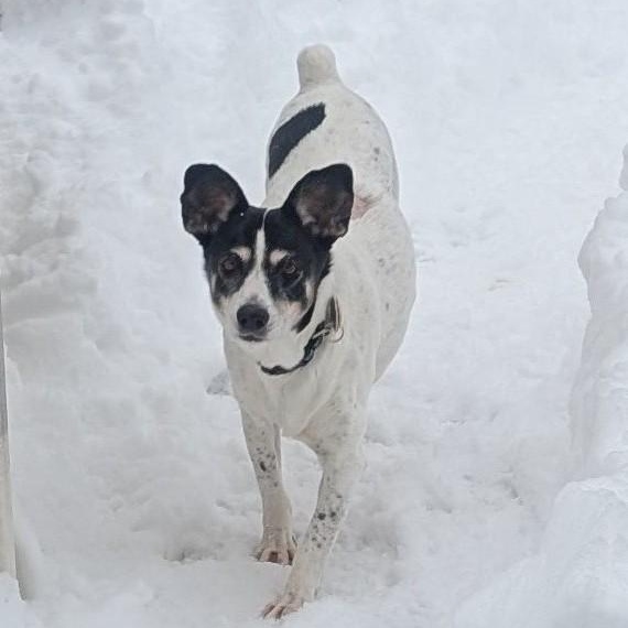 Jill, a ADOPTABLE mixed breed in Guelph, ON image 2/4