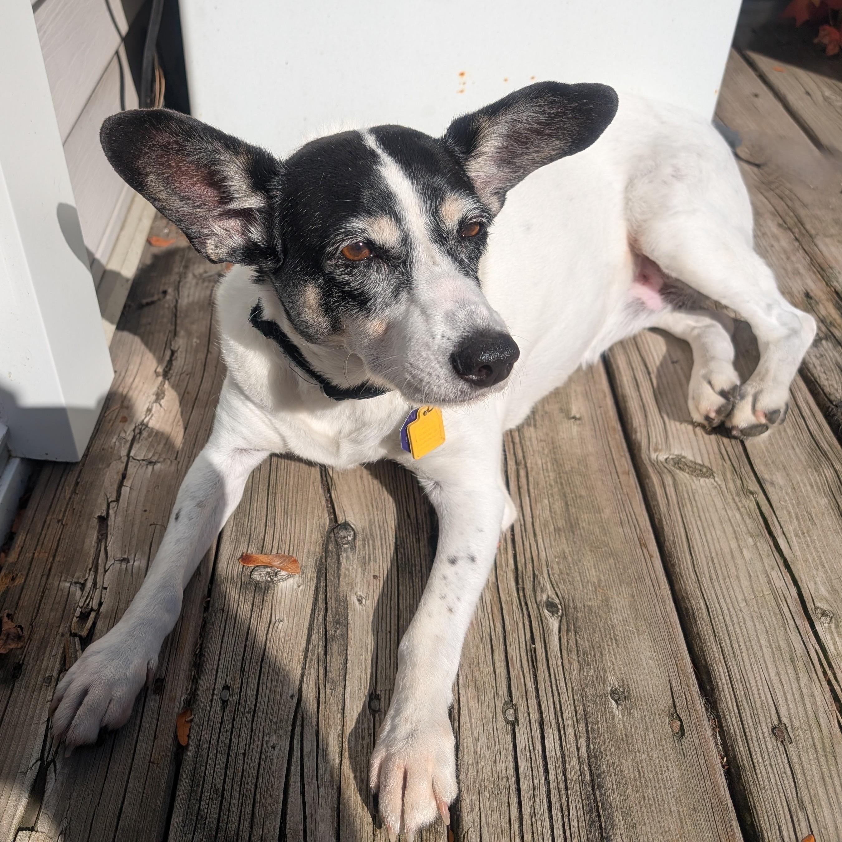 Enlarge Jill (UPDATED), a Adoptable mixed breed in Guelph, ON image 2/6