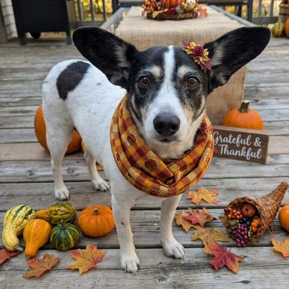 Jill (UPDATED), Adoptable, Senior Female Rat Terrier & Terrier.