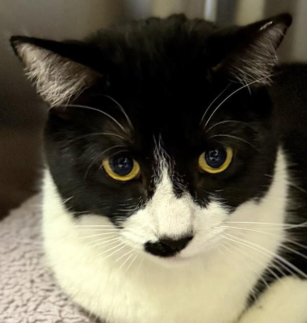 Horse, Adoptable, Adult Female Domestic Short Hair.