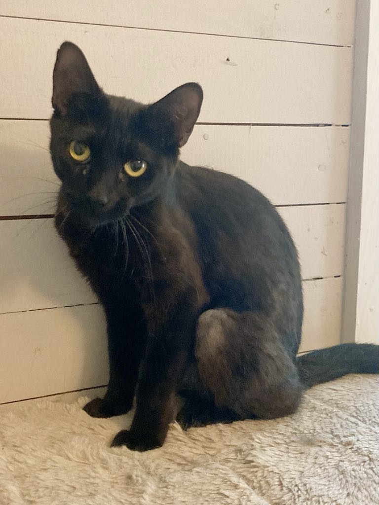 Ebony, a Adoptable Domestic Short Hair in Tyler, TX image 5/5
