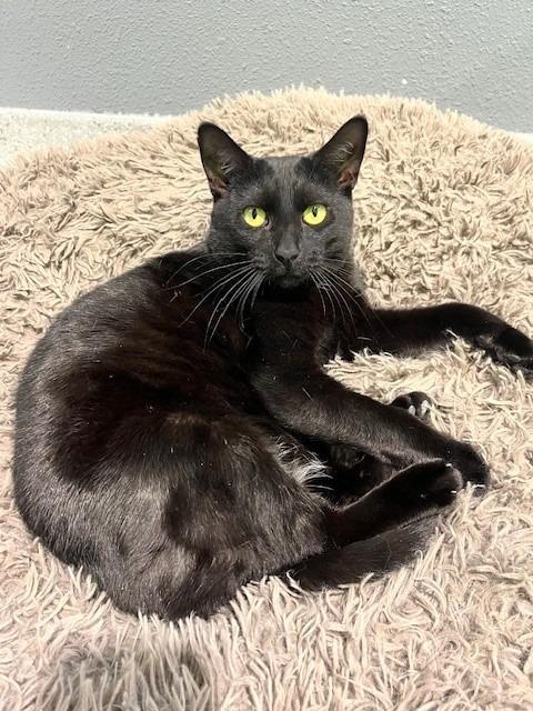 Ebony, a Adoptable Domestic Short Hair in Tyler, TX image 3/5