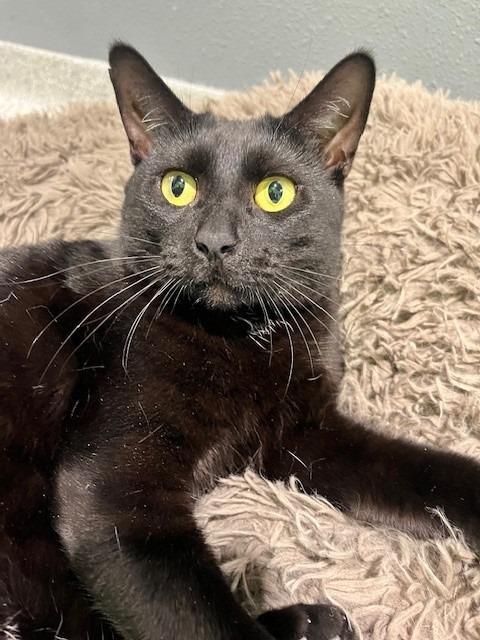 Ebony, a Adoptable Domestic Short Hair in Tyler, TX image 1/5