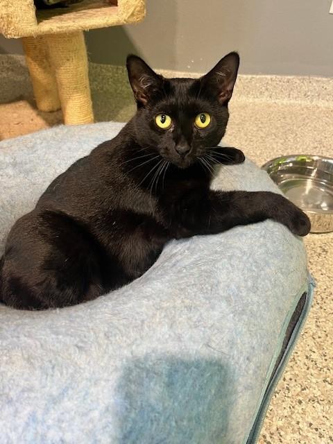 Ebony, a Adoptable Domestic Short Hair in Tyler, TX image 2/5