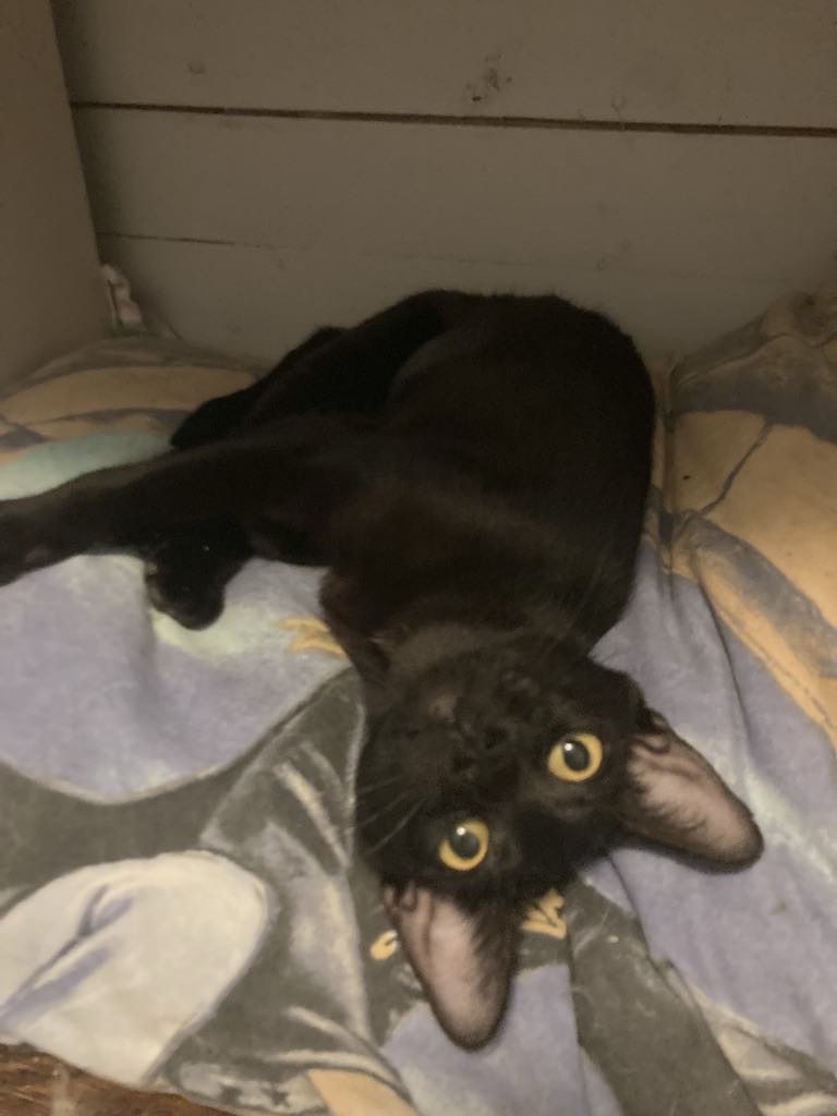 Ebony, a Adoptable Domestic Short Hair in Tyler, TX image 4/5