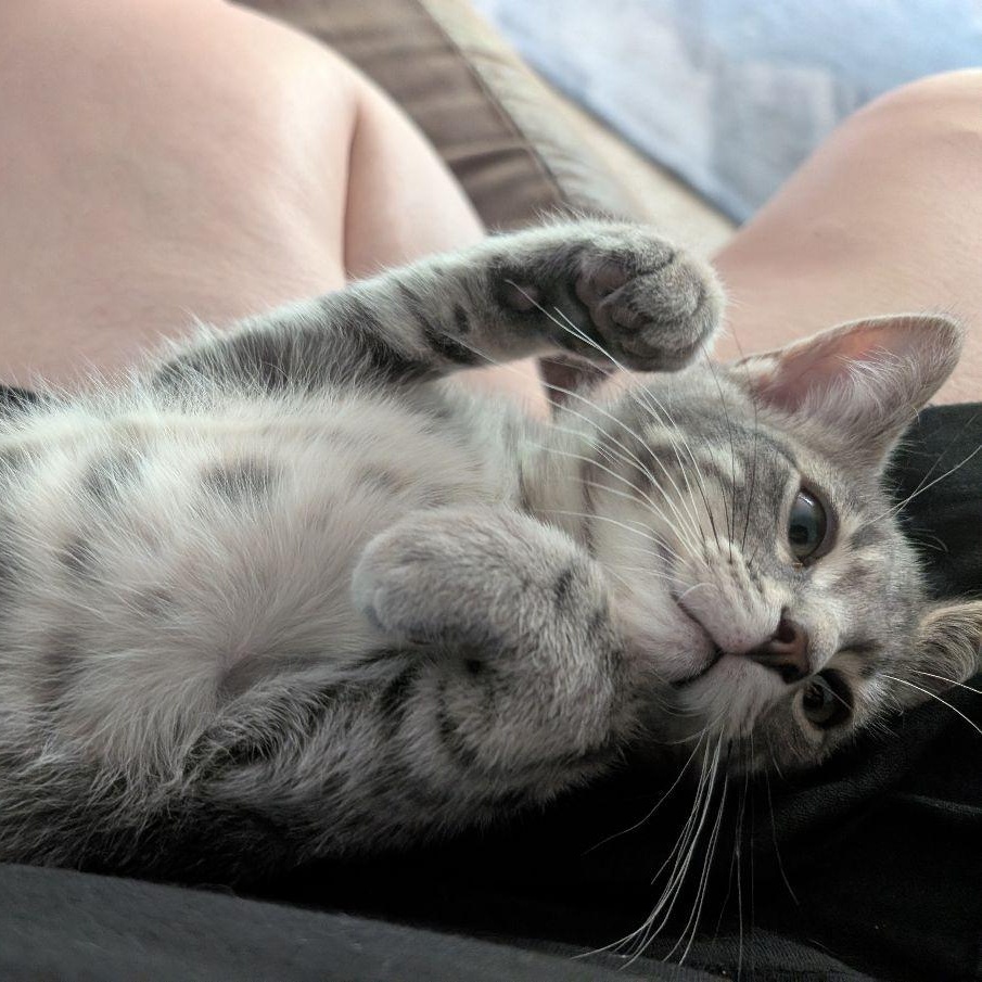 Pipsqueak, adopted, Kitten Male Domestic Short Hair.