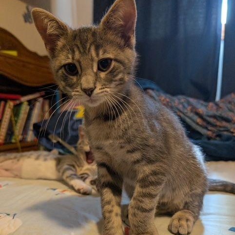 Enlarge Pipsqueak, an adopted Domestic Short Hair in Lake Orion, MI image 2/3