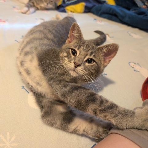 Enlarge Pipsqueak, an adopted Domestic Short Hair in Lake Orion, MI image 3/3