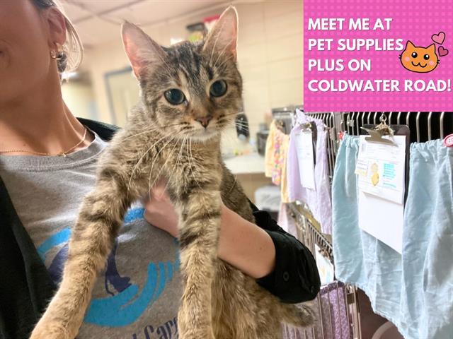 Enlarge FREYA, a Adoptable Domestic Short Hair in Fort Wayne, IN image 1/1