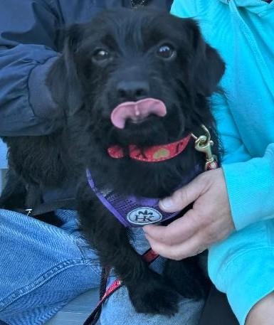 Enlarge Bella-10/13/26, a Adopted mixed breed in Lambertville, NJ image 1/1