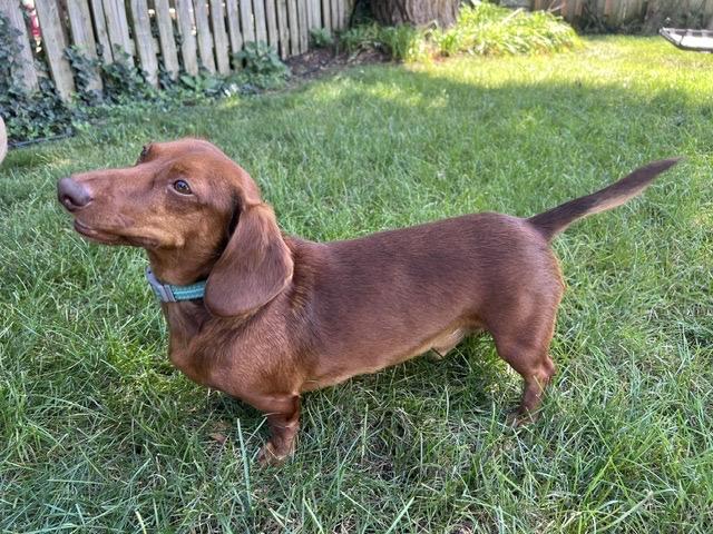 Enlarge Hans - OHIO ONLY, a Adoptable Dachshund in Lebanon, OH image 2/3