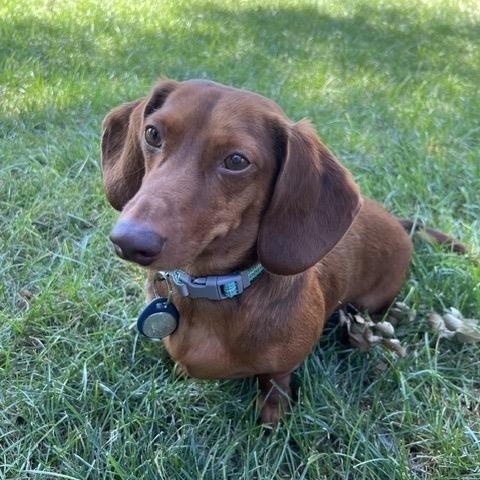 Enlarge Hans - OHIO ONLY, a Adoptable Dachshund in Lebanon, OH image 1/3