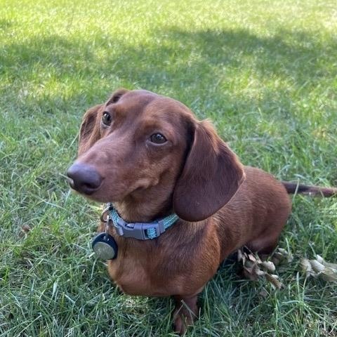 Enlarge Hans - OHIO ONLY, a Adoptable Dachshund in Lebanon, OH image 3/3