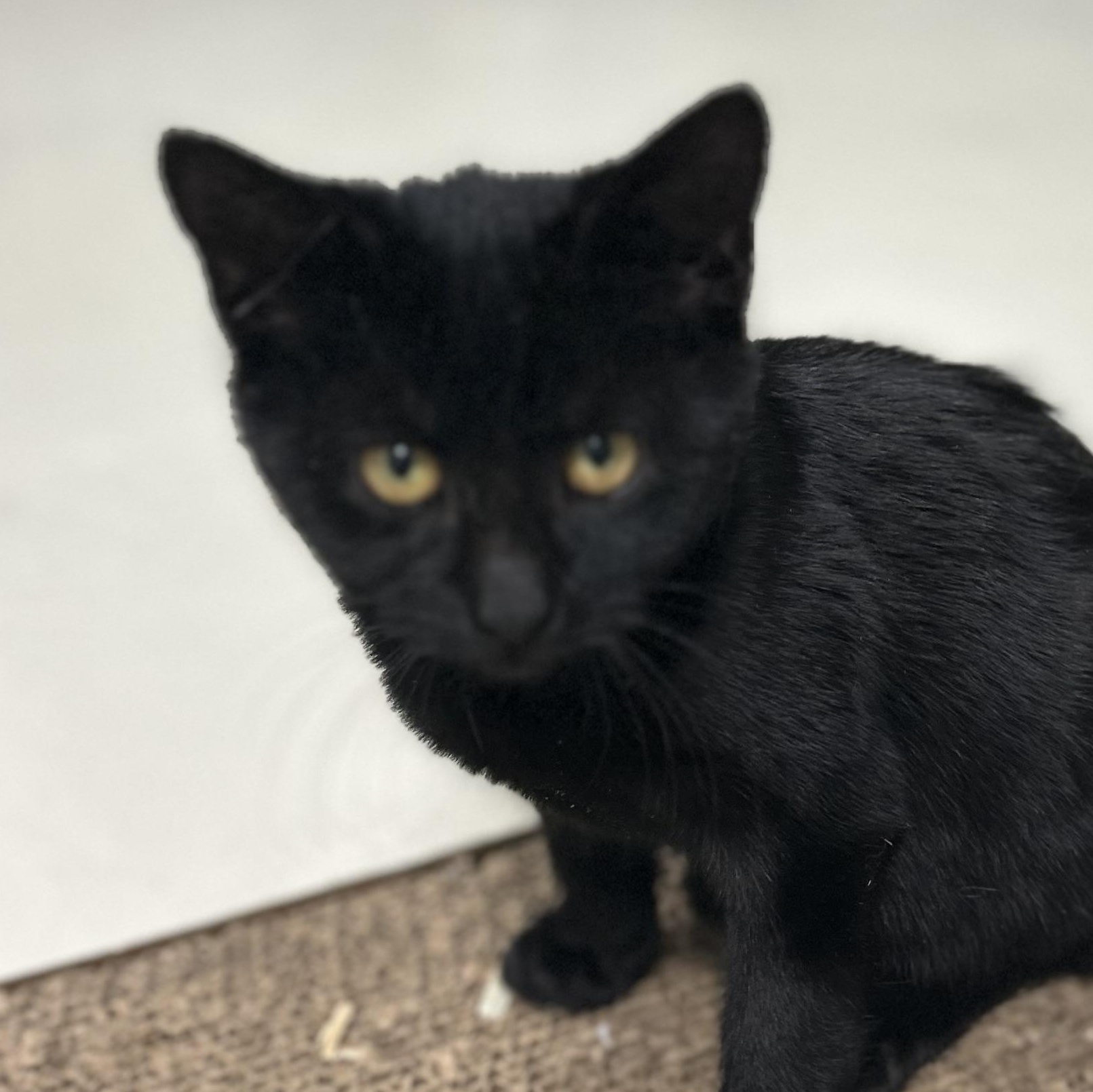 Susie’s Kitten  (F) , adopted, Kitten Female Domestic Short Hair.