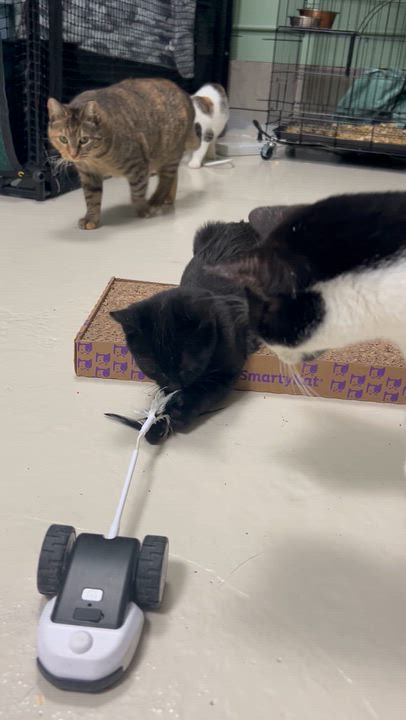 Enlarge Susie’s Kitten  (F) , an adopted Domestic Short Hair in West Nyack, NY video 2/2