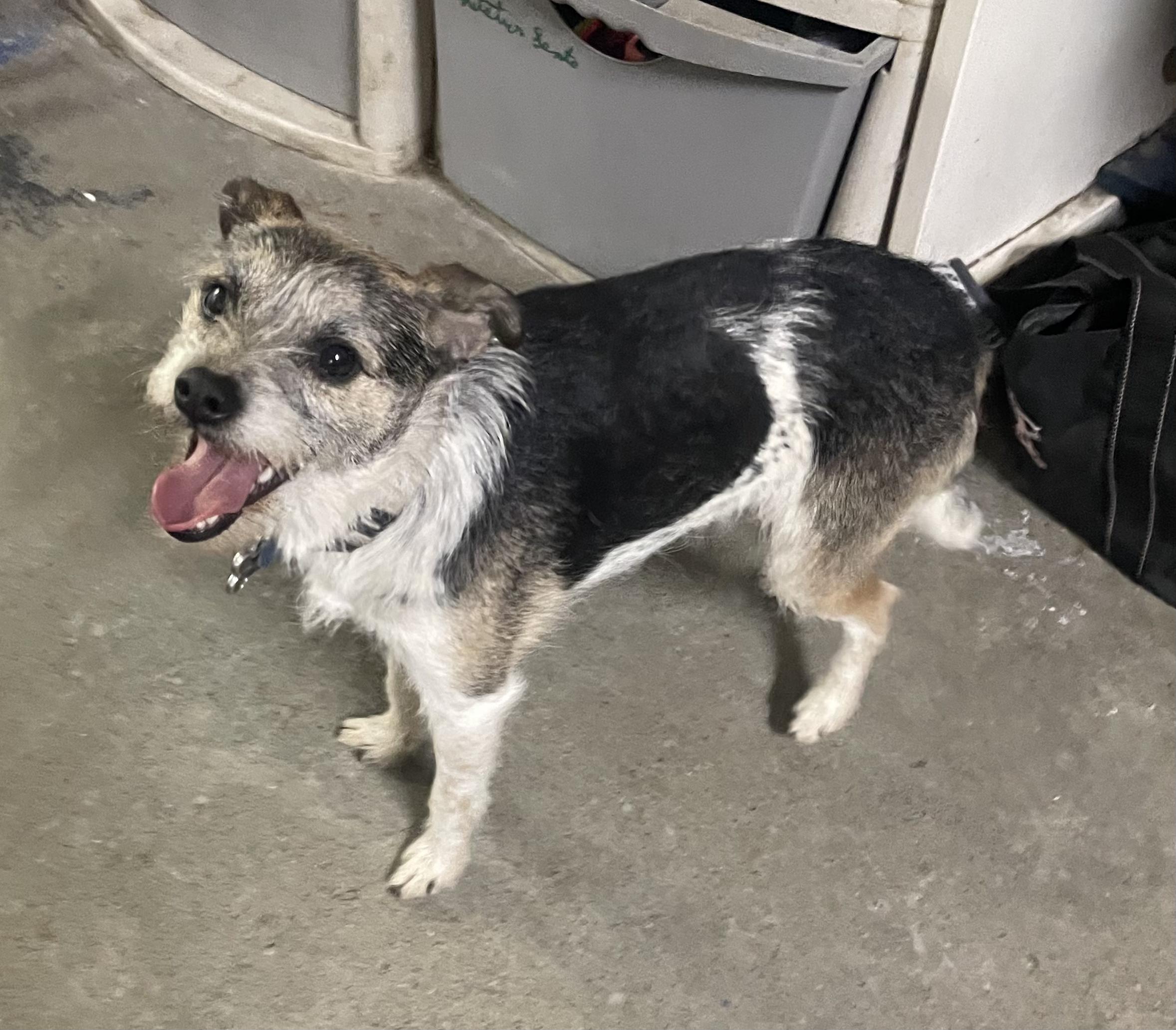 Stuart little, adopted, Adult Male Jack Russell Terrier.