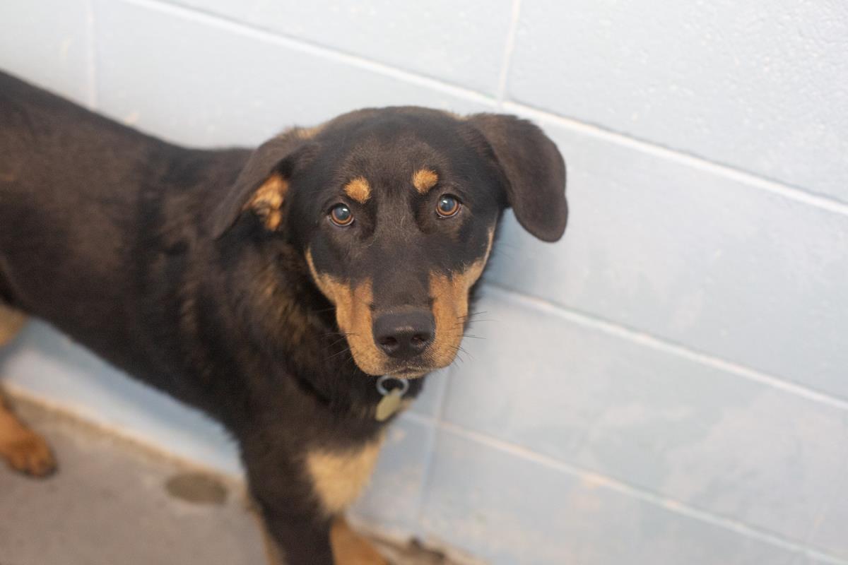Enlarge Brody, a Adoptable Shepherd in Mountain Home, AR image 1/1