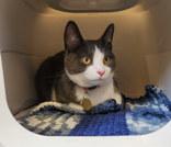 Enlarge Tibbin, an adopted Domestic Short Hair in Lansing, MI image 1/1