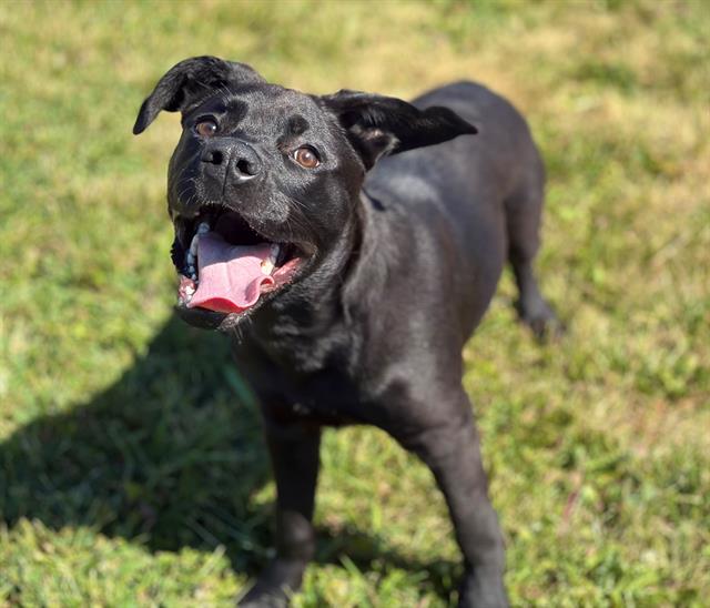 Enlarge PANTERITA, a Adoptable Cane Corso in Fairfield, CA image 1/1