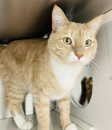 Casey, a ADOPTABLE Domestic Short Hair in Bowie, MD image 2/4