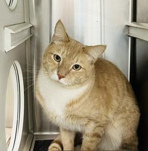 Casey, a ADOPTABLE Domestic Short Hair in Bowie, MD image 3/4