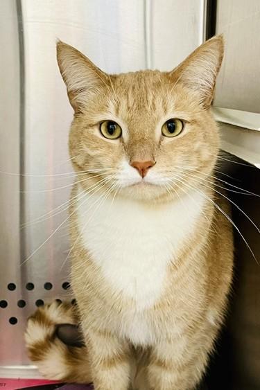 Casey, ADOPTABLE, Adult Male Domestic Short Hair.