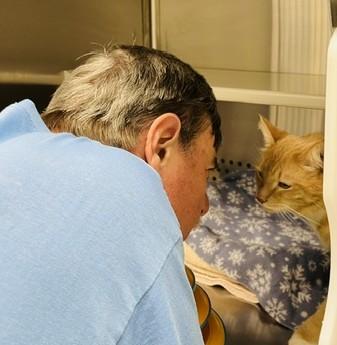 Casey, a ADOPTABLE Domestic Short Hair in Bowie, MD image 4/4