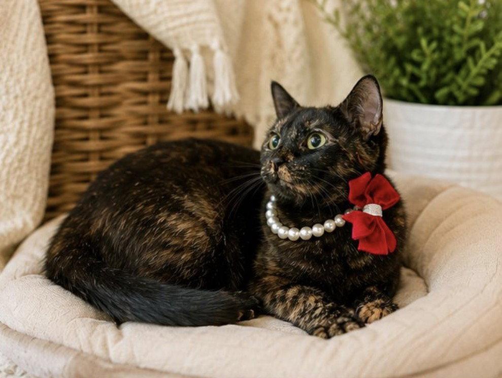 MARCIA, Adoptable, Adult Female Tortoiseshell.