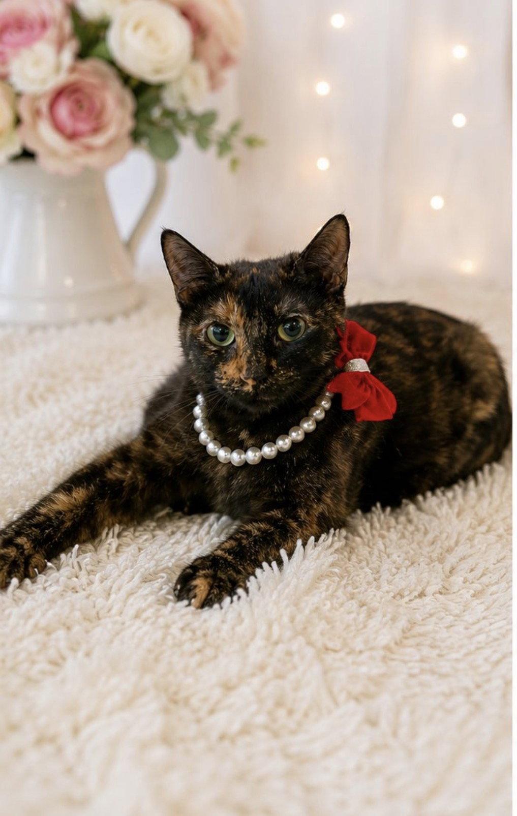 Enlarge MARCIA, a Adoptable Tortoiseshell in Margate, FL image 2/3
