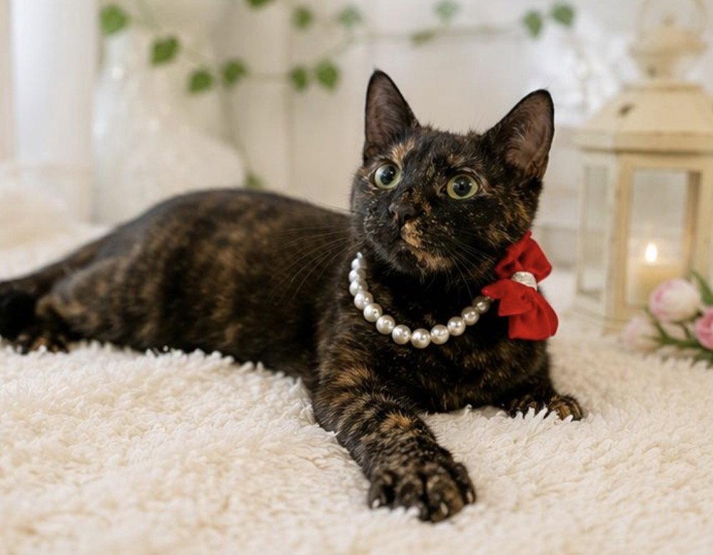 Enlarge MARCIA, a Adoptable Tortoiseshell in Margate, FL image 3/3