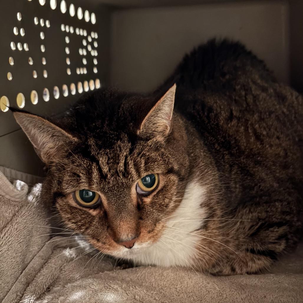 Enlarge Buddy, a Adoptable Domestic Short Hair in Inwood, WV image 1/1