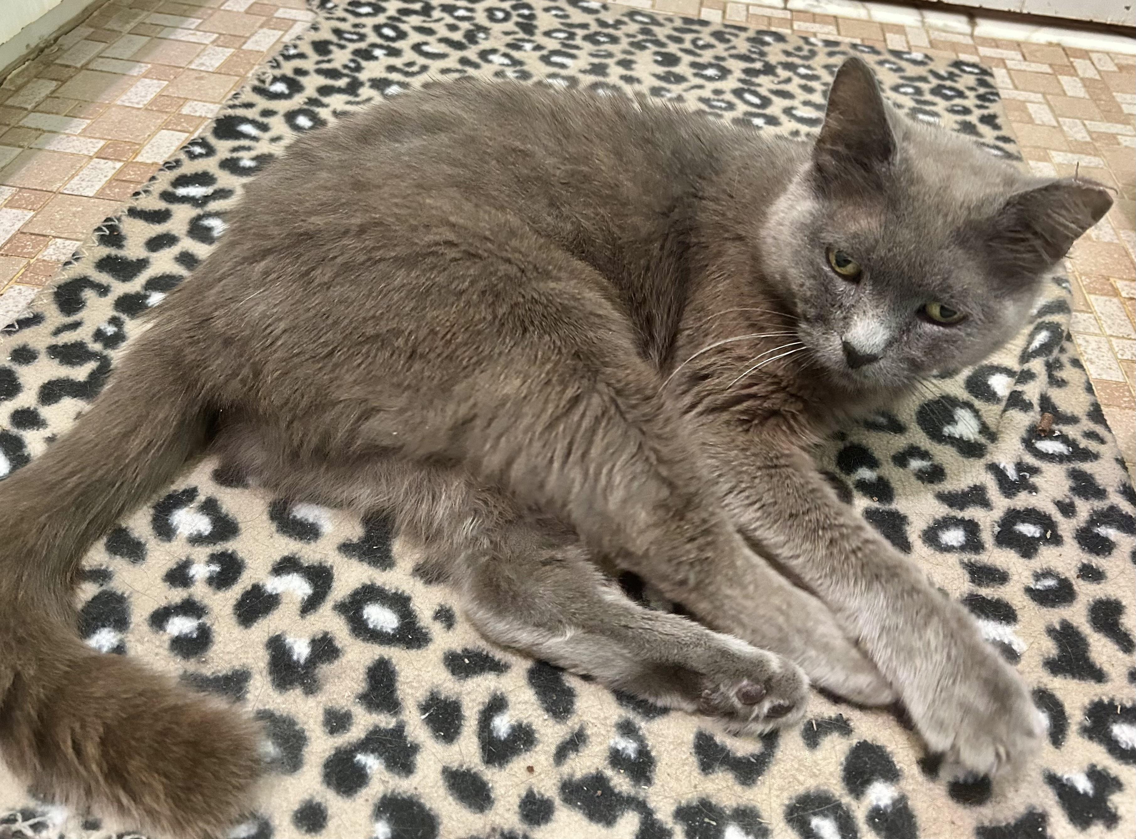 Bluebelle (Russian blue) see video, a ADOPTABLE Russian Blue in Port Orange, FL image 3/5